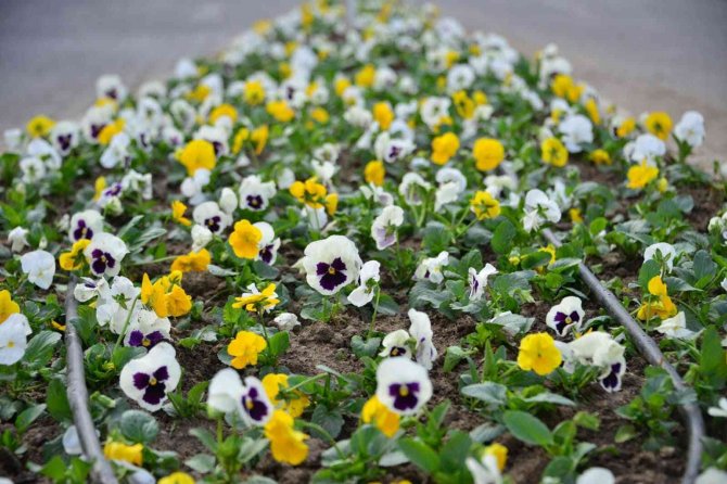 Gediz’de Mevsimlik Çiçek Dikimi Başladı
