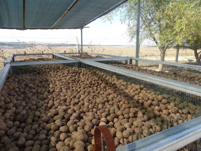 Tekirdağ’da Ceviz Hasadı