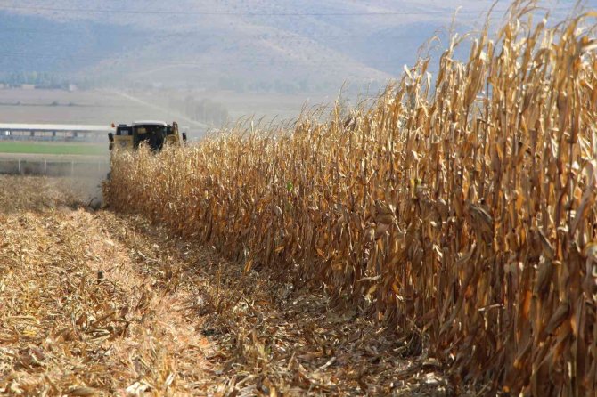 Lise Öğrencileri Ektikleri Mısırın Hasadını Yaptı