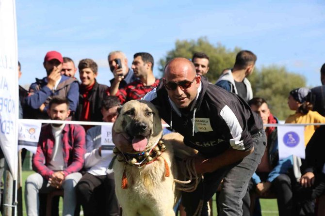 Doğu Karadeniz’in İlk Türk Çoban, Av Ve Bekçi Köpekleri Irk Standartları Yarışması Gümüşhane’de Düzenlendi