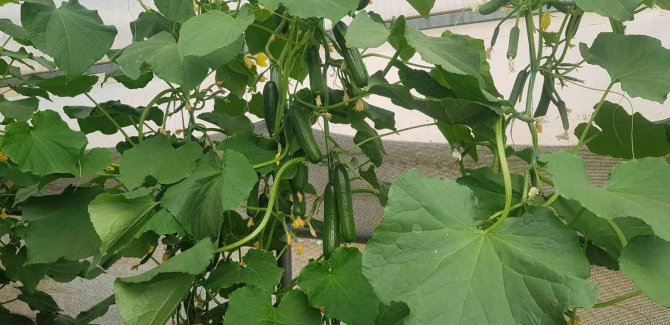 Derecik’te Seracılık Yaygınlaşıyor