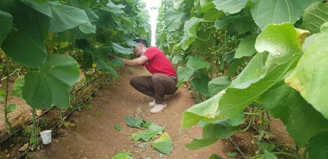 Derecik’te Seracılık Yaygınlaşıyor