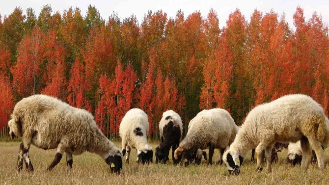 Kırmızıya Bürünen Ağaçların Renk Cümbüşü