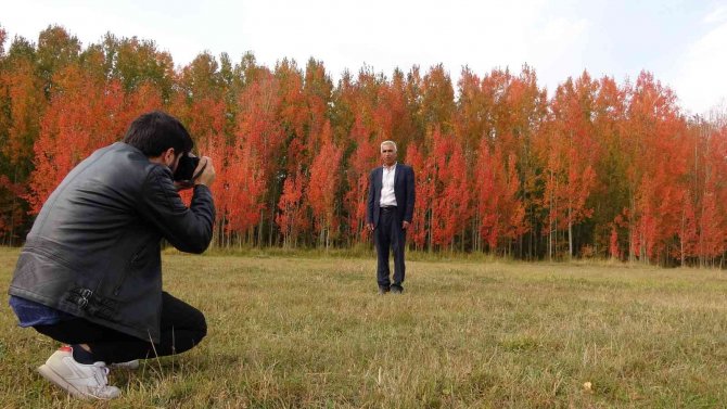 Kırmızıya Bürünen Ağaçların Renk Cümbüşü