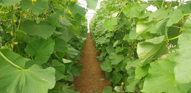 Derecik’te Seracılık Yaygınlaşıyor