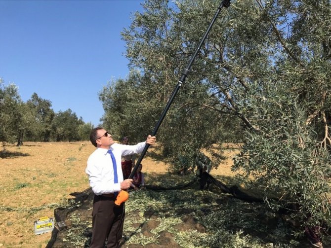 Kaymakam Zeytin Hasadı Yaptı
