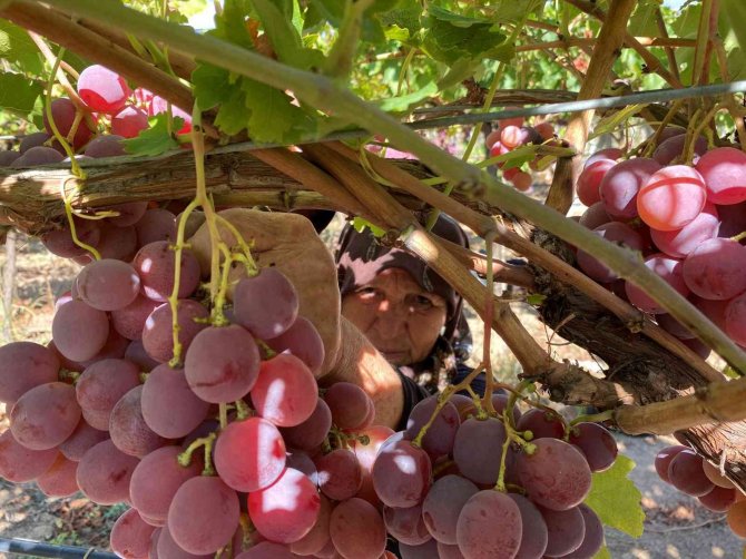 Üzüm Üreticinin Yüzünü Güldürüyor