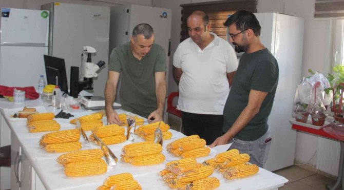 Şanlıurfa’da Yerli Doğal Gübre Hamlesi