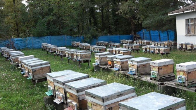 Tescilli Sinop Kestane Balında Verim Yarıya Düştü