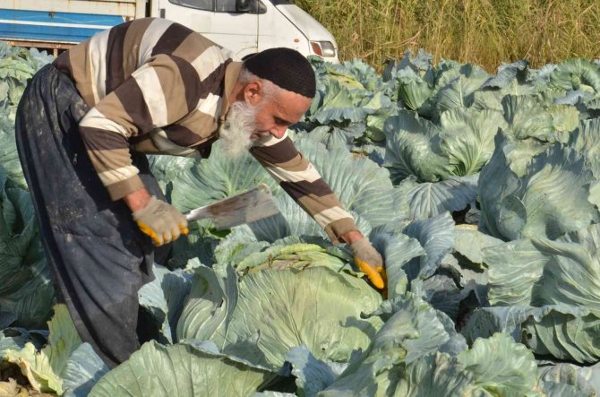 Tanesi 50 Kilo Geliyor: Dev Lahanaların Hasadı Başladı