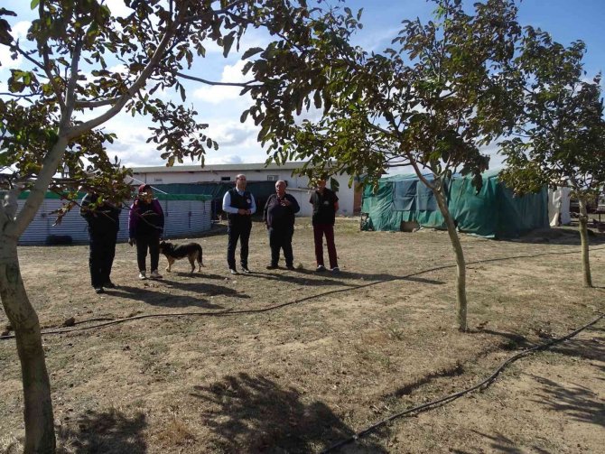 Tekirdağ’da Ceviz Hasadı