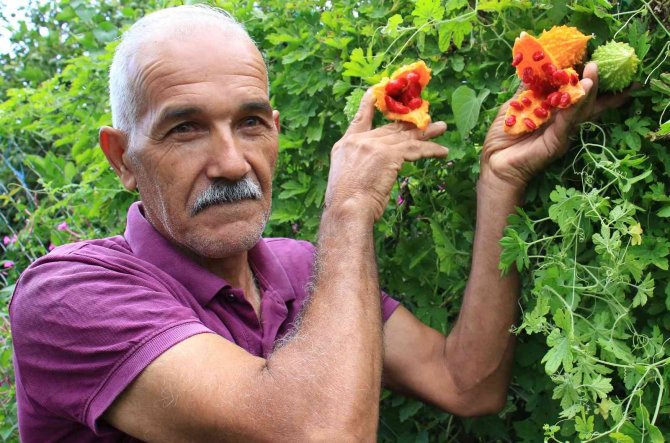 Kısmeti Bahçesine Geldi, Şimdi Tane Tane Satıyor Para Kazanıyor