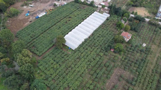 Yalova’da Kivi Üreticisini Rekoltesi İle Sevindirdi, Kalibresi İle Üzdü