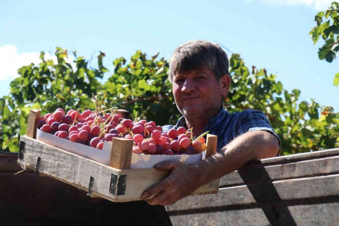 Üzüm Üreticinin Yüzünü Güldürüyor