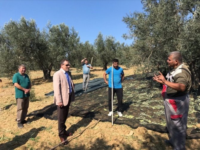 Kaymakam Zeytin Hasadı Yaptı