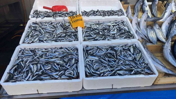 Türkiye Ucuz Balık Yiyecek