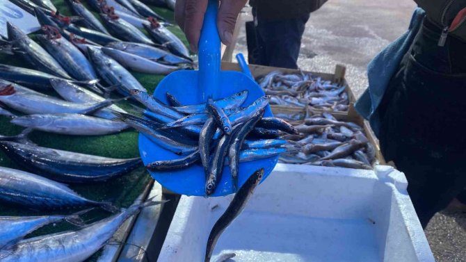 Türkiye Ucuz Balık Yiyecek