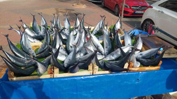 İ̇ki Kişiyi Doyurabilen Boyuttaki Bir Palamut Tekirdağ’da 50 Lira