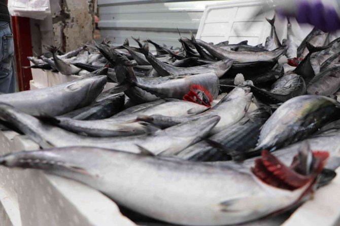 Vatandaş Palamut Stokluyor