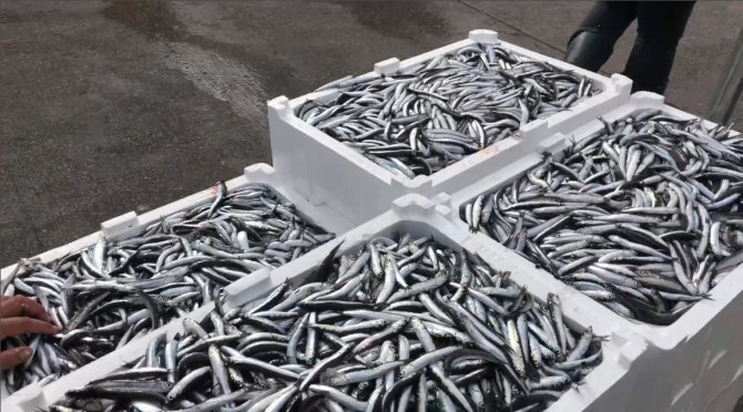 Marmara’da Hamsi Dönemi Başladı