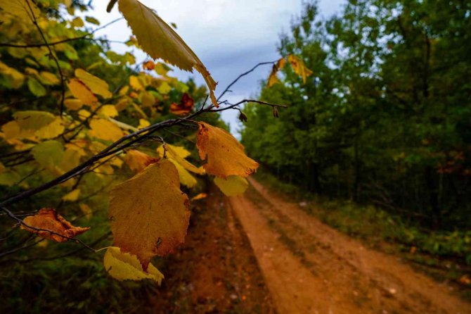 Akdağmadeni Ormanında Güz Renkleri Göz Kamaştırıyor