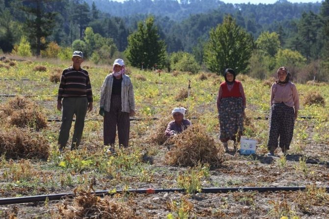 Çameli Fasulyesinin Tarladan Sofraya Yolculuğu Başladı