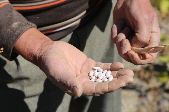 Çameli Fasulyesinin Tarladan Sofraya Yolculuğu Başladı