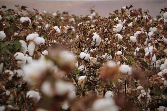Diyarbakır’da ‘Beyaz Altın’ Hasadı Başladı, Vali Su İlk Hasadı Yaptı