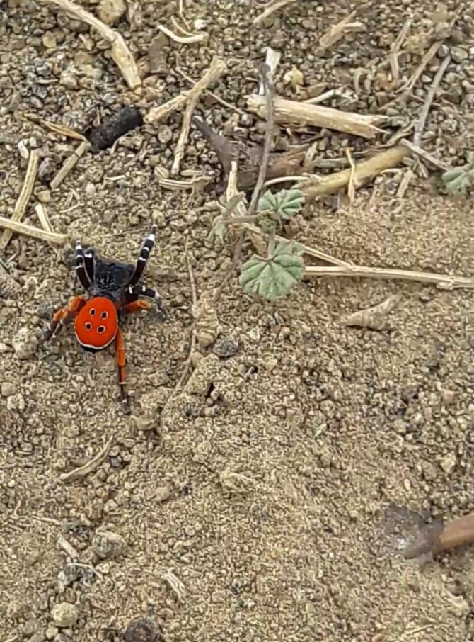 Bu ’Uğur Böceği’ O Kadar Da Masum Değil