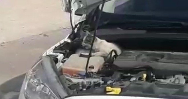 Aracın Motoruna Sıkışan Yavru Kediyi İtfaiye Kurtardı