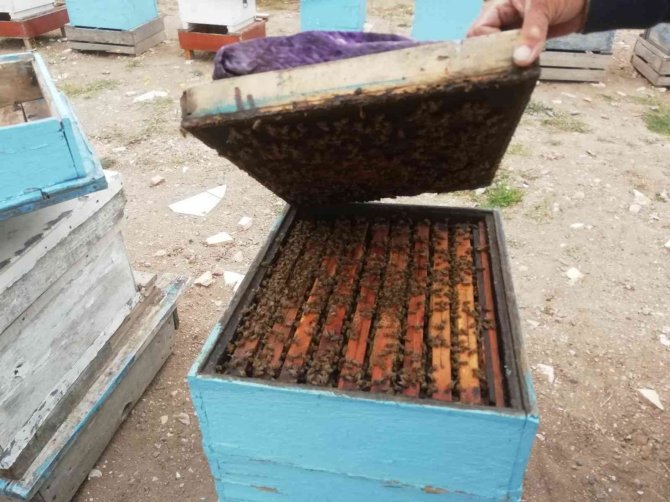 Eskişehir’de Kovanlar 20’şer Kilo Bal Verdi