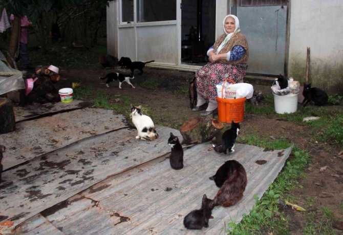 Çocuk Sevgisini Kedilerde Buldu