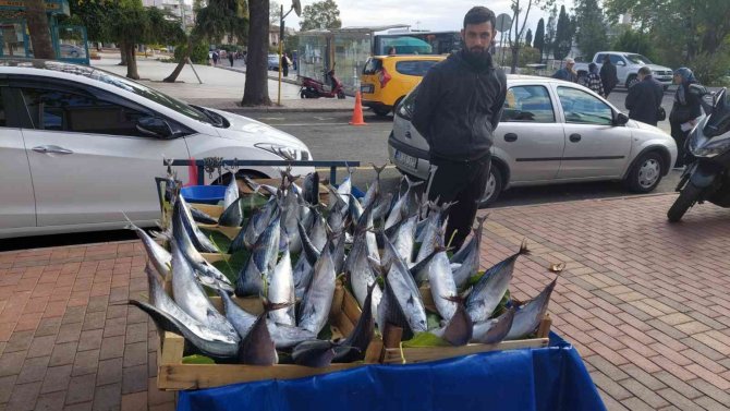 İ̇ki Kişiyi Doyurabilen Boyuttaki Bir Palamut Tekirdağ’da 50 Lira