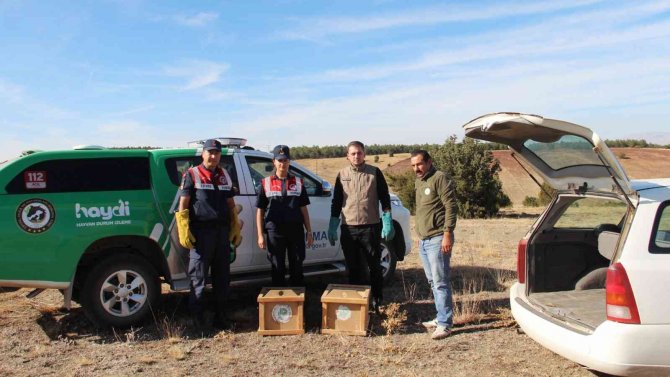 Yaralı Kızıl Şahinler Yeniden Doğaya Salındı