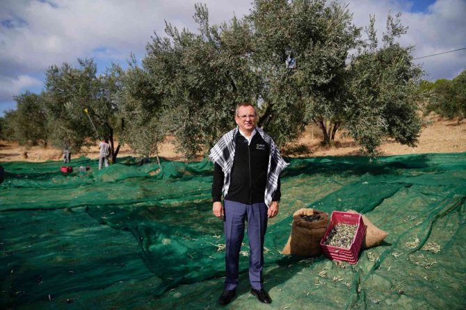 Ayvalık Belediyesi’ne Ait Zeytinliklerde İlk Hasat Başkan Ergin’den