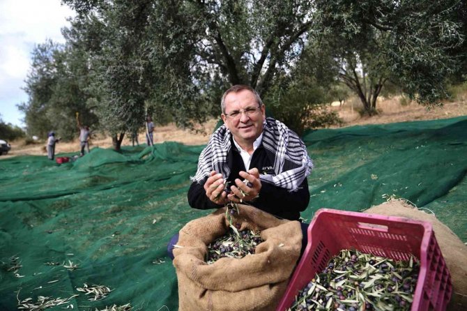Ayvalık Belediyesi’ne Ait Zeytinliklerde İlk Hasat Başkan Ergin’den