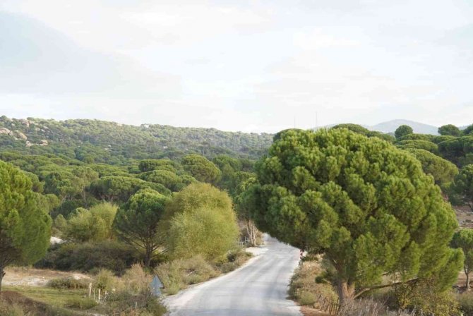 Milas’ın Lezzetlerinden Çam Fıstığı Gram Altınla Yarışıyor