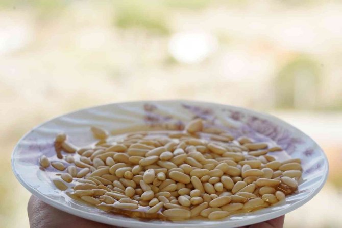 Milas’ın Lezzetlerinden Çam Fıstığı Gram Altınla Yarışıyor