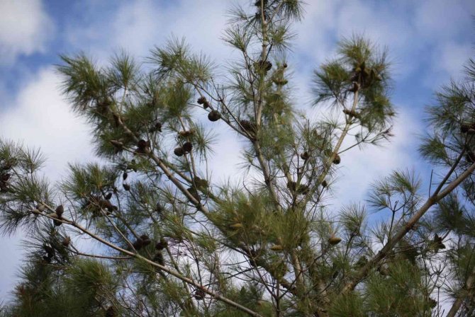 Milas’ın Lezzetlerinden Çam Fıstığı Gram Altınla Yarışıyor