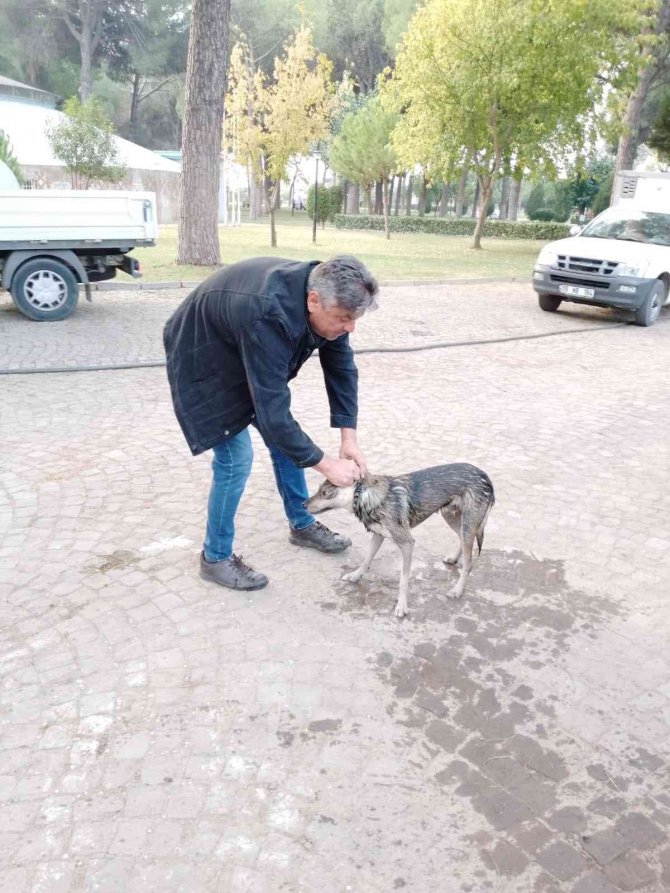 Nazilli’de Havuza Düşen Köpeği Belediye Ekipleri Kurtardı