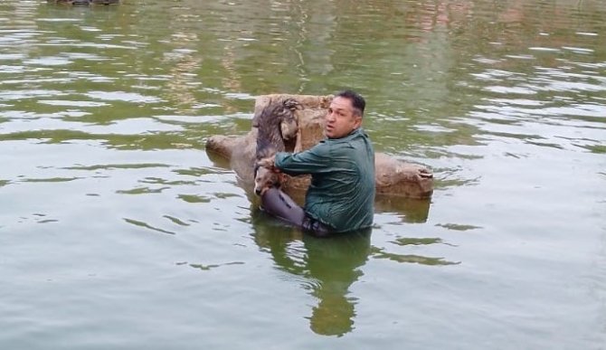 Nazilli’de Havuza Düşen Köpeği Belediye Ekipleri Kurtardı