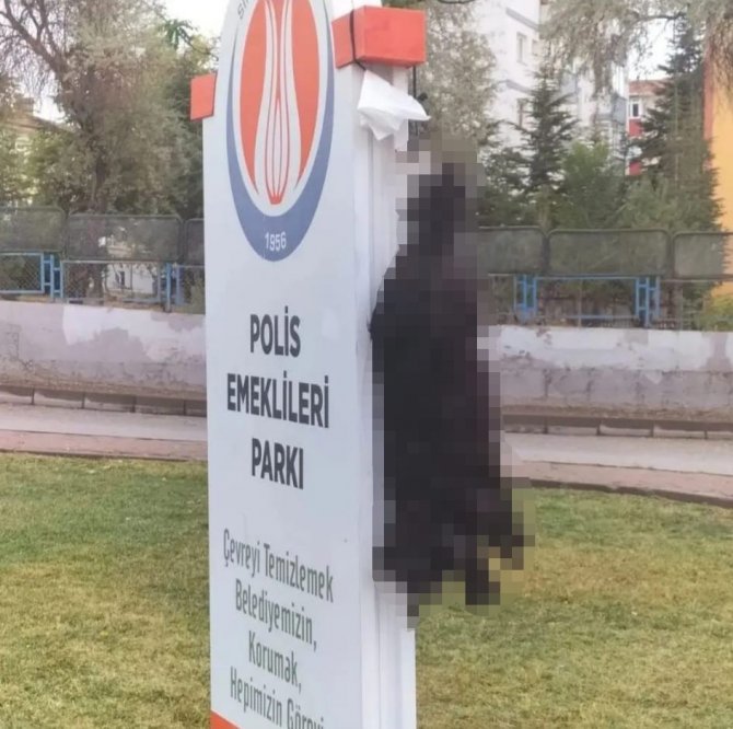 Sincan’da Ölü Bulunan Kedilerin Zehirlendiği İddia Edildi
