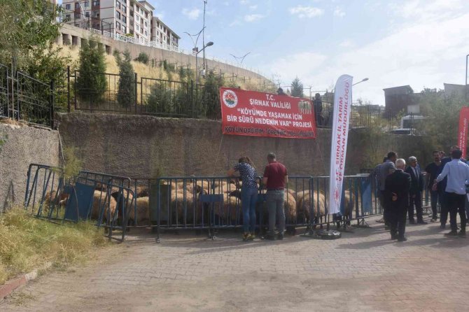 Şırnaklı Besicilere Koyun Desteği