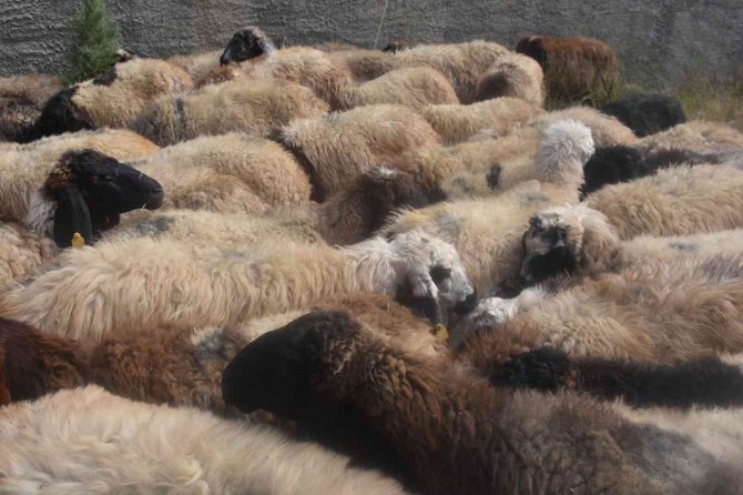 Şırnaklı Besicilere Koyun Desteği