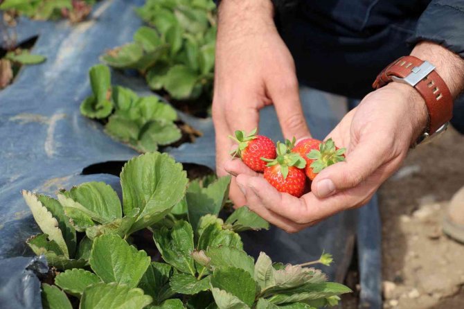 Ekim Ayında Bozkır Ortasında Çilek Hasadı