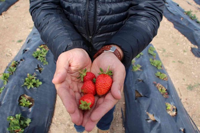 Ekim Ayında Bozkır Ortasında Çilek Hasadı
