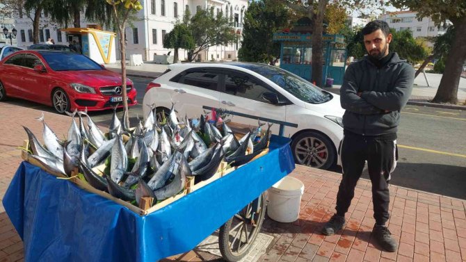 İ̇ki Kişiyi Doyurabilen Boyuttaki Bir Palamut Tekirdağ’da 50 Lira