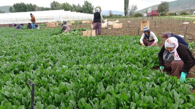 Sonbaharın Gözdesi, Havaların Soğuması İle Talep Arttı