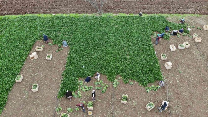 Sonbaharın Gözdesi, Havaların Soğuması İle Talep Arttı