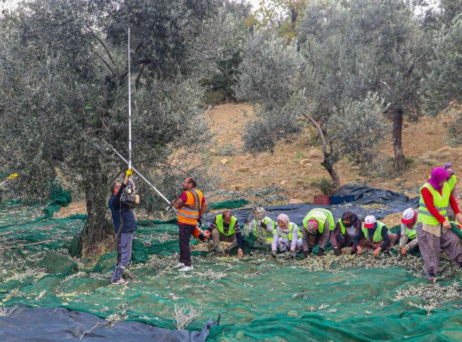 Burhaniye’de Zeytinler Yağa Dönüşmeye Başladı